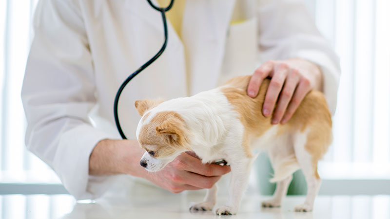 Chihuahua bij de dierenarts terwijl hartslag wordt beluisterd.